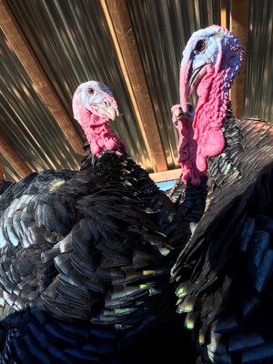 Snowberry Heritage Turkey Farms