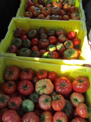 Seedswell Vegetable Farm