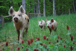 Landon Farm LLC