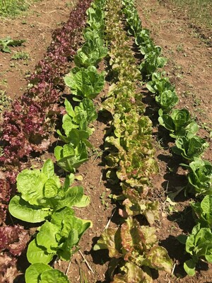 Bluegrass Blessings Farms