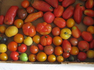 Copake Hillsdale Farmer's Market