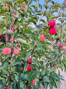 Bhooma Farms