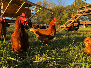 Joe's Farm