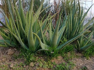 Chesapeake Green Farms