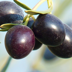 LocalHarvest