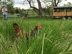Three Streams Farm