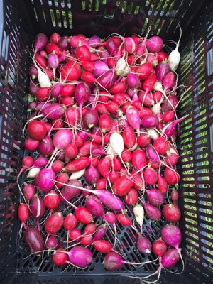 Swier Family Farm