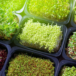 Midland Homestead Microgreens