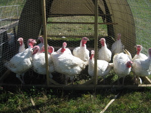 Crooked Creek Farm