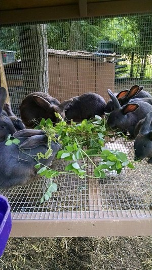 Borrowed Thyme Farm