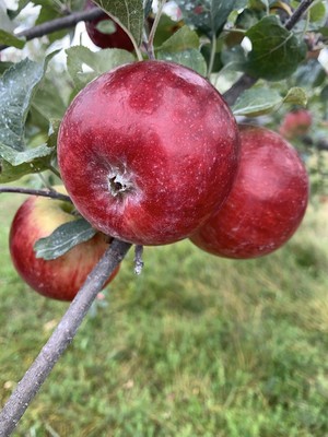 Autumn Harvest Orchard, LLC
