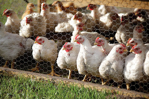 Grove Ladder Farm