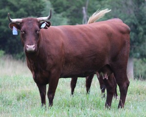 Springhaven Farm