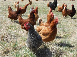 Back Achers Farm