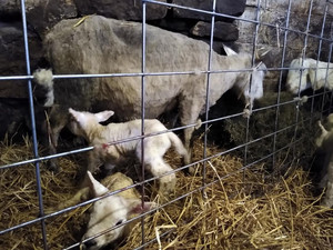 Moonstruck Farm