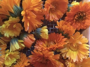 Herricks Herbs & Heirlooms