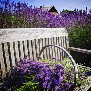 Lavender Connection