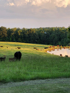 Findley Farms