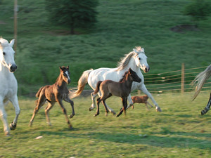 Maranatha Meadows