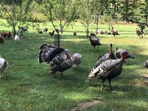 Swampy Acres Farm
