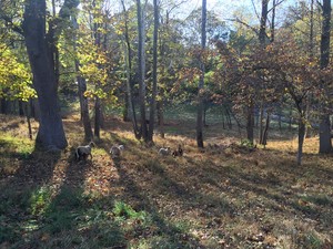 Ritter Farm