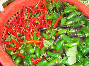 Cure Organic Farm