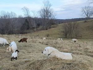 Rocky Top Farm