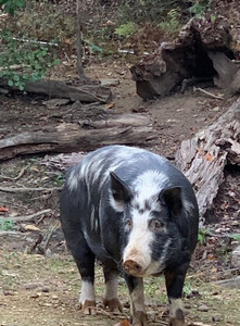 Fox Knob Farm