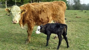 Purgatory Cattle