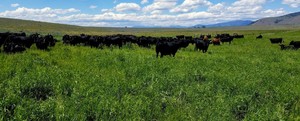Mannix Family Grass Finished Beef