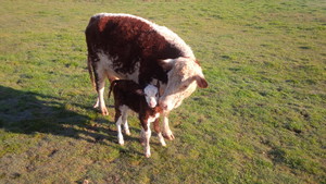 Sherwood Forest Farms