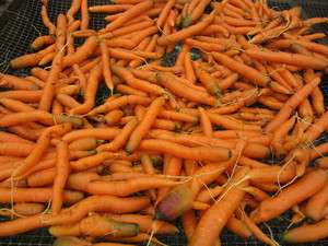 Blue Hill Farmers' Market