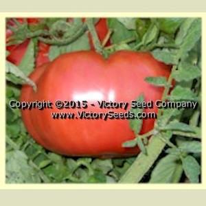 Dunton Family Farm