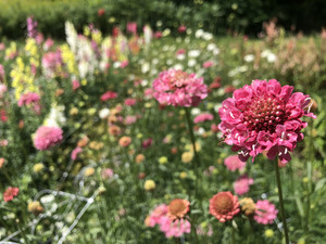 Misty Meadows Flower Farm