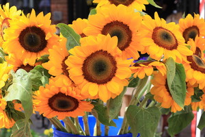 Andersonville Farmers Market