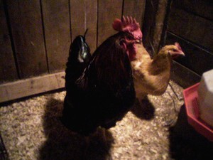 Mulcrone Farm