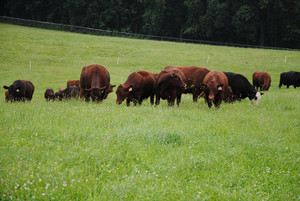 The Farm at Cochranville