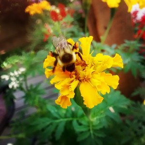 Garcia's Gardens LLC