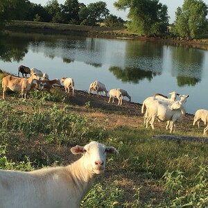 Good Earth Organic Farm