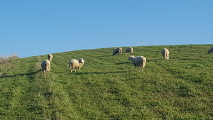 Monsour Farms