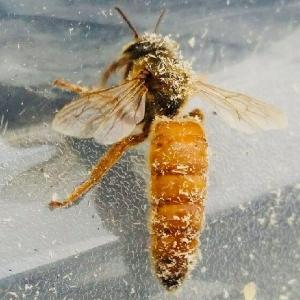 Thrivin' Hives Bee Farm