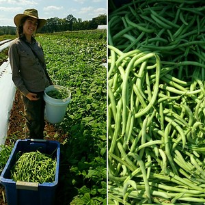 Rodgers Greens and Roots Organic Farm