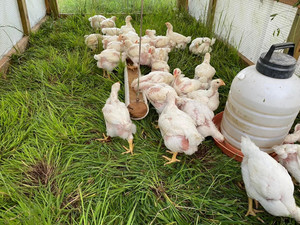 Wooden Nickel Farm