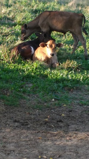 Edge Family Farm