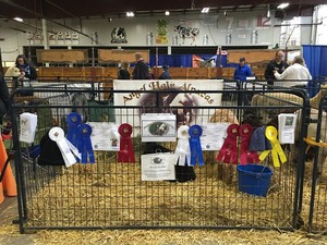 Angel Hair Alpacas (MA)