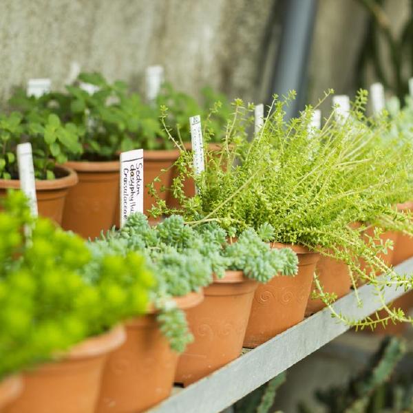 plants (bedding, etc)