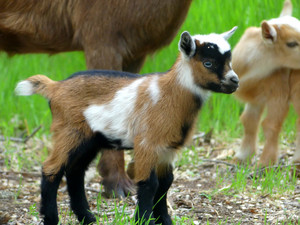 Long Creek Farm