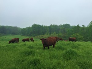 Devon Valley Farms