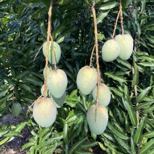 Jupiter Farms Tropical Fruit