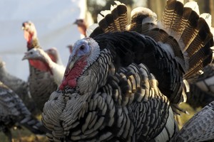 Park Hill Poultry